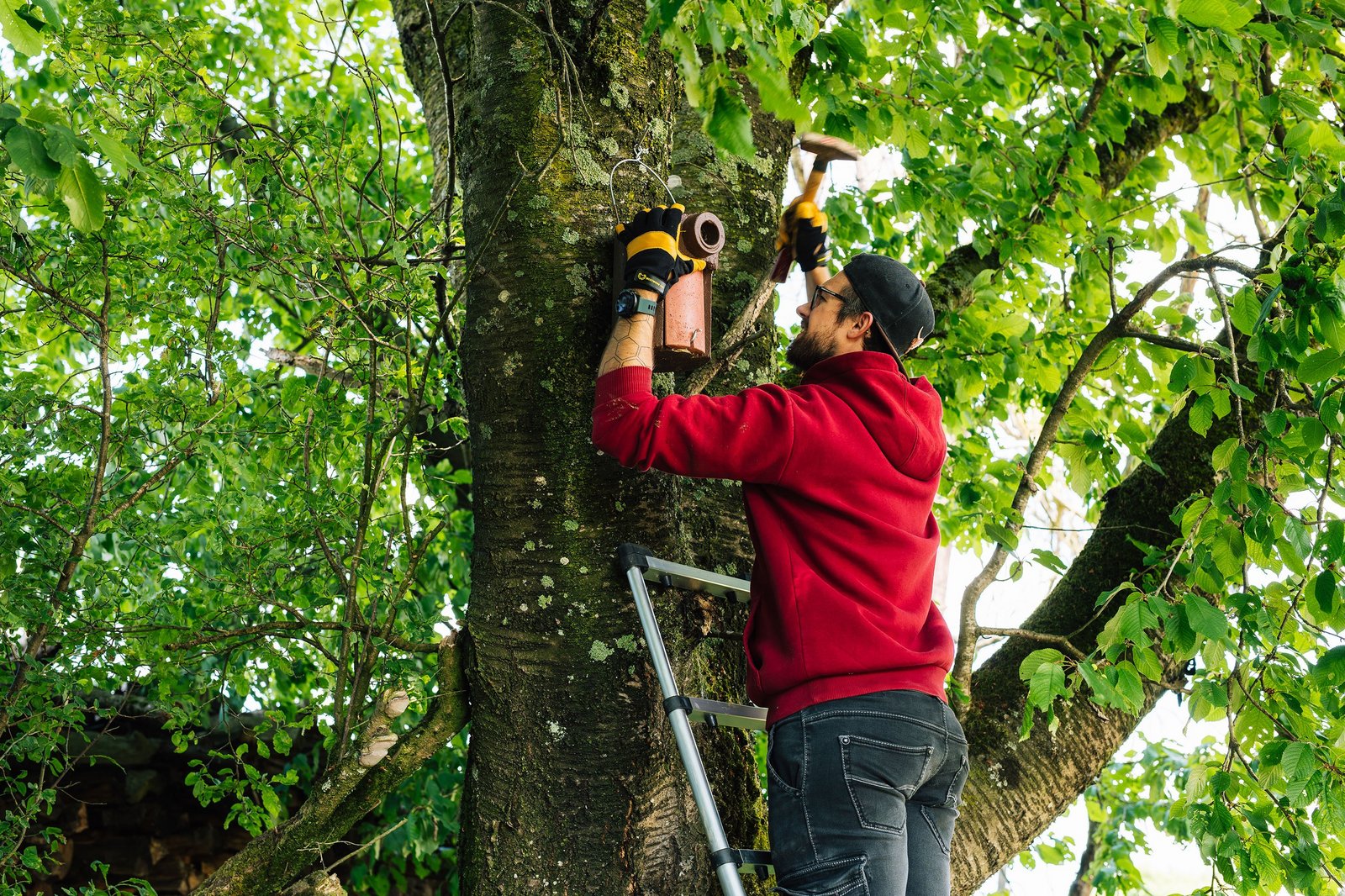 Vorbereitende Maßnahmen für den Bau der SEL: Nistkästen Gartenrotschwanz