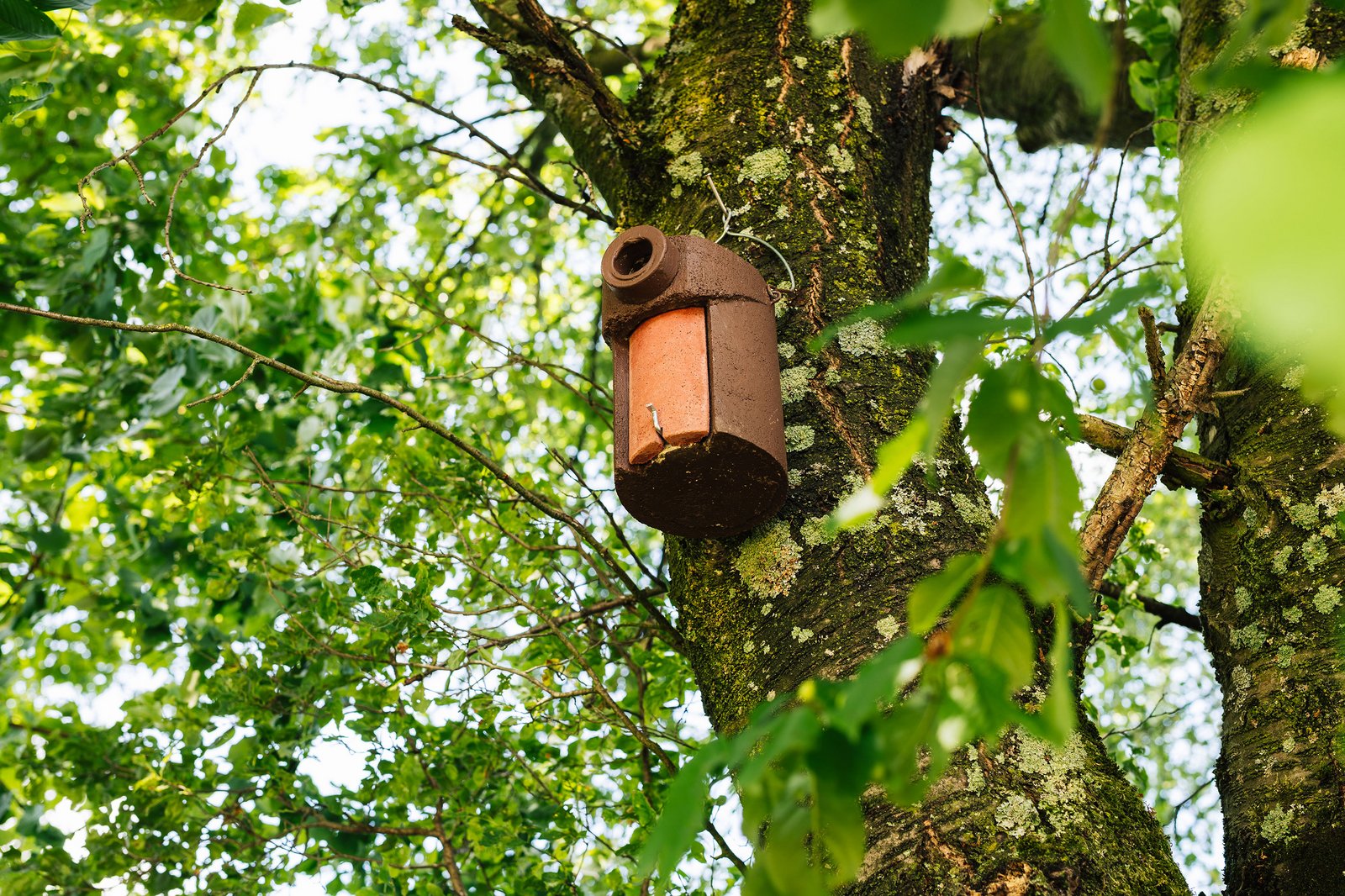 Nistkästen Gartenrotschwanz