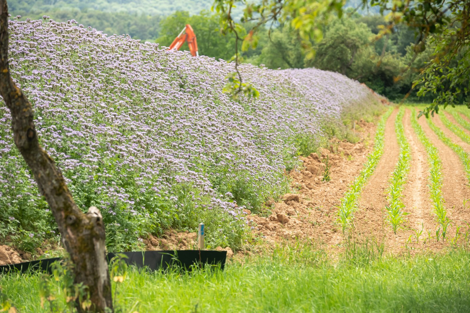 Oberbodenmiete begrünt mit Phacelia