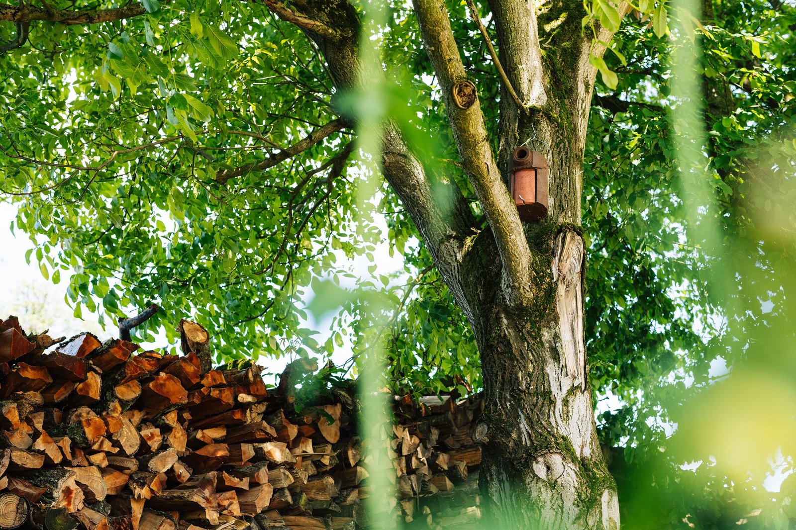 Vorbereitende Maßnahmen für den Bau der SEL: Nistkästen Gartenrotschwanz